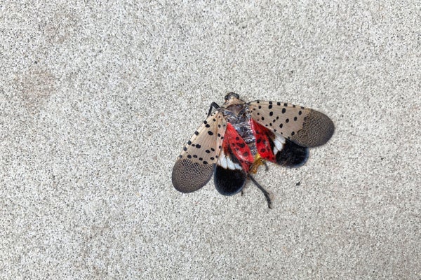 Squished lanternfly