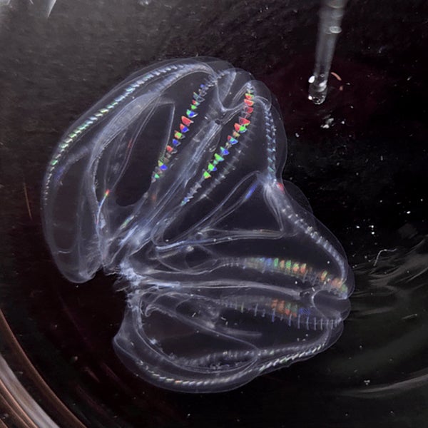 comb jellyfish screenshot