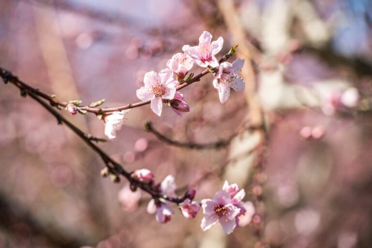 peach tree blossoms