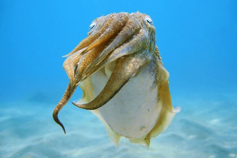 common cuttlefish sepia officinalis underwater